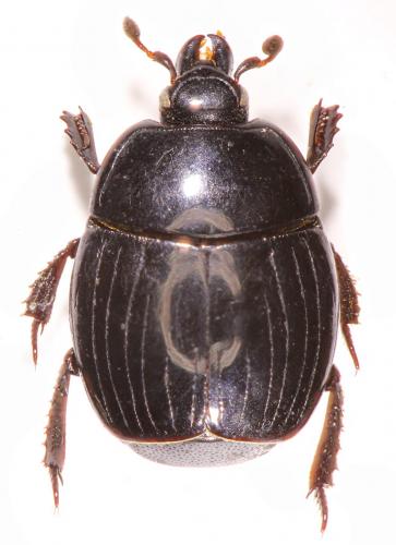 Margarinotus carbonarius carbonarius